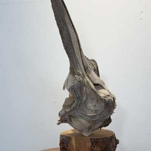 Dolphin skull 