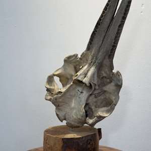 Dolphin skull 