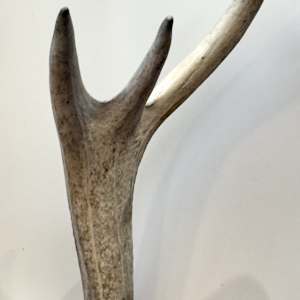 Elk antlers 
