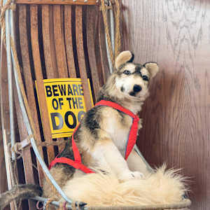 End of Iditarod Dog Race 