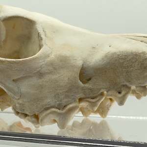 Fox skull 