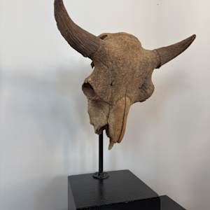Bison skull 