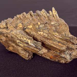 Mastodon teeth fragment 