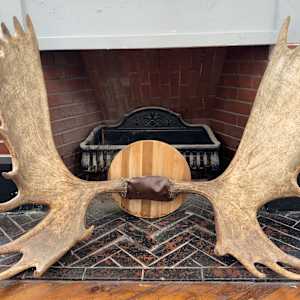 Moose rack 