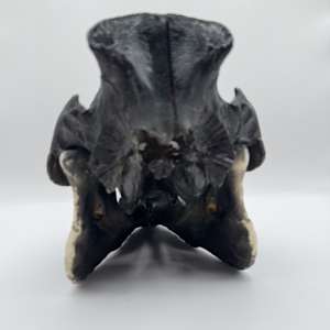 Black pig skull by Melissa The Butcher 