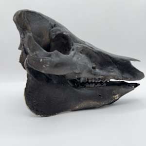 Black pig skull by Melissa The Butcher