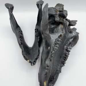 Black pig skull by Melissa The Butcher 
