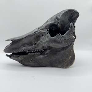 Black pig skull by Melissa The Butcher 