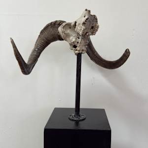 Ram skull 