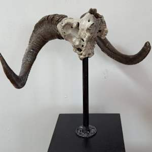 Ram skull 
