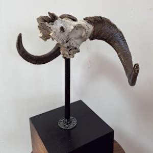 Ram skull 