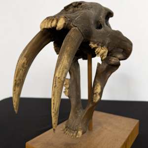 Saber-tooth cat skull cast 