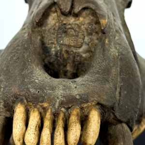 Saber-tooth cat skull cast 