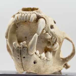 Weasel skull 