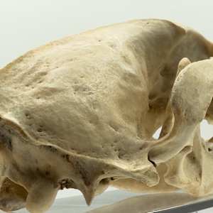 Weasel skull 