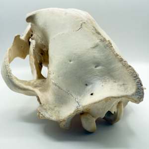 Weasel skull 