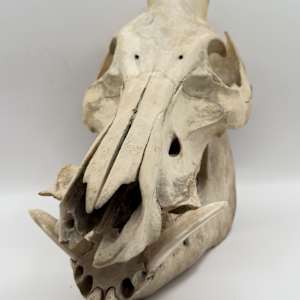Wild boar skull 