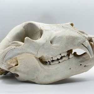 Wild boar skull 
