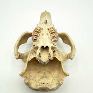 Small animal skull 