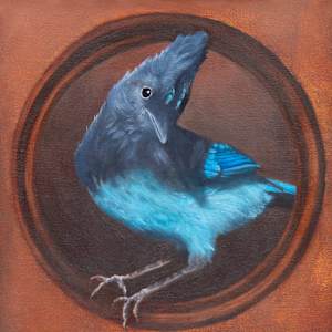 Who's Looking at Whom?  Steller's Jay by Krister Eide, Image 1.