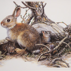 Rabbit by Amy Brackenbury