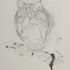 Bobcat by Dana Harter