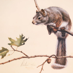 Squirrels by Dietmar Krumbrey