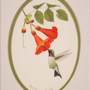 Hummingbird by Barbara Radtke