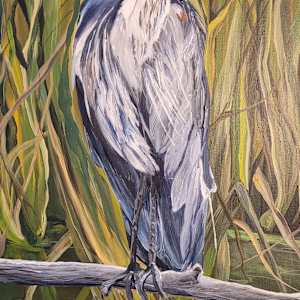 My handsome bird by Teresa Bartz