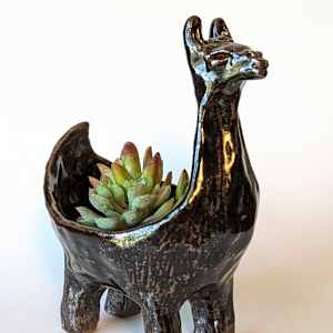 Black Llama by Jill Robinson