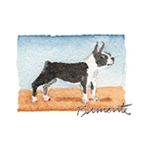 Boston Bull by The Red Sable Studio