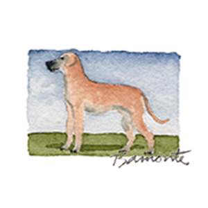 Boxer by The Red Sable Studio