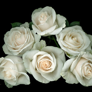 White Rose Pyramid on Black by Mary Ahern