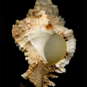 Brown Murex Shell by Mary Ahern
