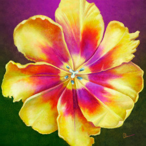 Yellow Tulip Squared by Mary Ahern