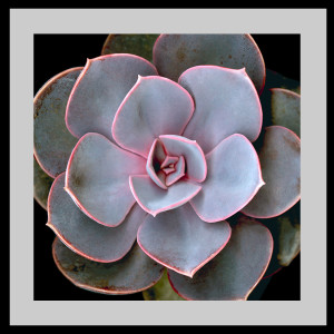 Echeveria - Purple Pearl Squared #4 by Mary Ahern