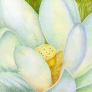 White Lotus Nelumbo by Mary Ahern