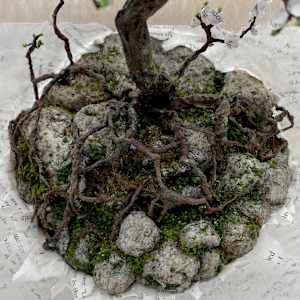 Prologue by Elisha Frontz 