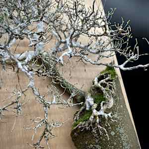 After the Longest Winter by Elisha Frontz 