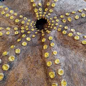 Orpheus by Lisa Ruch  Image: View from below - suckers and octopus mouth
