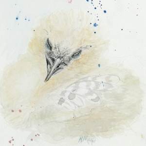 Baby Bird by Natascha Nigg