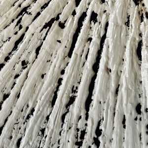 Rooted in Rows by Janelle Douglas 