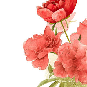 Simple Beauty; Peonies by Gia Dianna