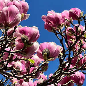 Magnolia_Blue Sky by Elaine Sutton