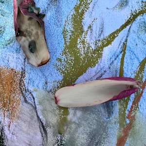 Magnolia_Drawing Slipper by Elaine Sutton