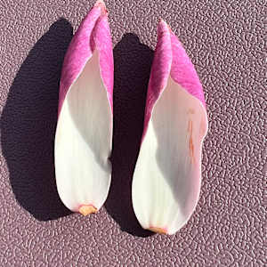Magnolia_Pink Slippers by Elaine Sutton