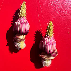 Magnolia_Lanterns by Elaine Sutton