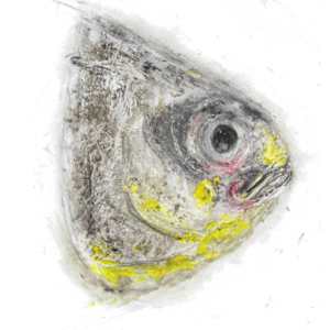 Pámpano o Palometa by Fernando Arjona Pérez