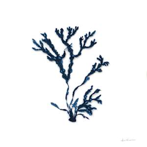 Bladderwrack in Blue I by Anna Hutchinson