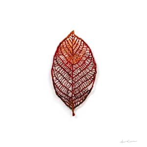 Alder Buckthorn Autumn Skeleton by Anna Hutchinson